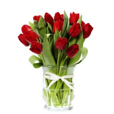 red tulips (Standard)