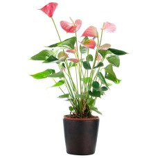 anthurium (Standard)