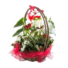 plants arrangement (Standard)