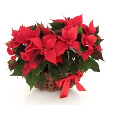 basket of poinsettia (Standard)