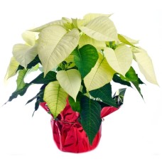 white poinsettia (Standard)