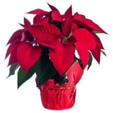 red poinsettia (Standard)