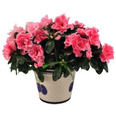 azalea plant (Standard)