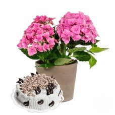Pink hydrangea plant with delicious cake (Refined)