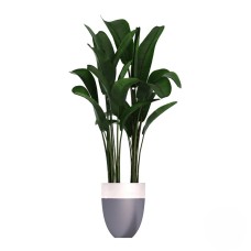 Strelitzia (Refined)