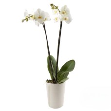 Double Stem Orchid