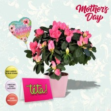 Love U Teta Azalea Plant