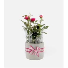 Baby Rose Plant