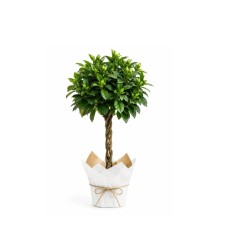 Gardenia Tige Plant