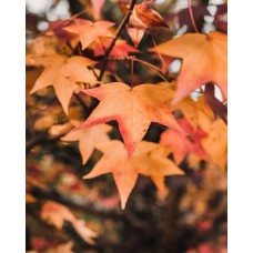 Gold Small Poinsettia Plant