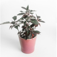 White Small Poinsettia Plant