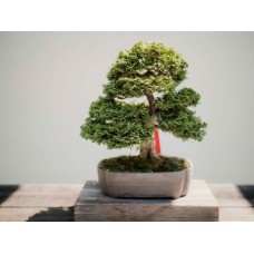 Evergreen Vase