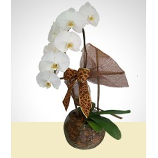 Inner Peace