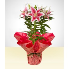 Sweet: Pink Planted Lily