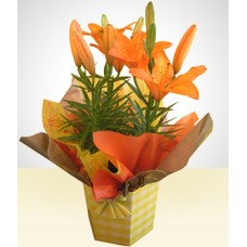 Cheerful: Orange Planted Lily