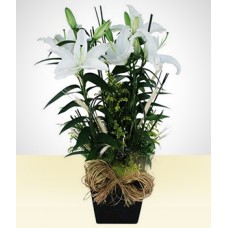 Peaceful: White Planted Lily