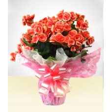 A Lot Of Love: Decorated Begonia