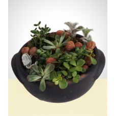 Dear: Planted Cactus
