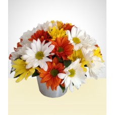 Shining: Daisies in Aluminum vase