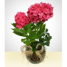 Dear: Planted Hydrangea