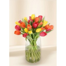 Tulips - Vivid (30)