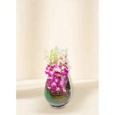 Majestic- Orchids (15)