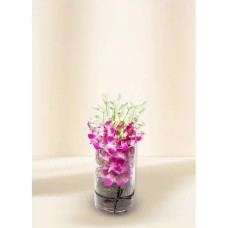 Majestic- Orchids (8)