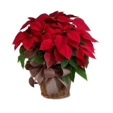 Poinsettias Basket And Pines (Premium)