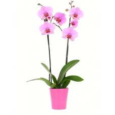 2-Stem Pink Orchid Plant (With Pot)