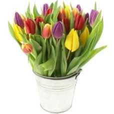 Spring Tulips in Zinc Pot (Standard)