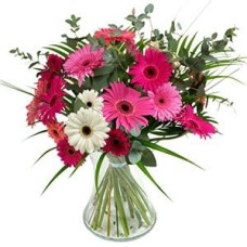 Simply Gerberas (Standard)