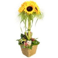 Sunshine arrangement (Standard)