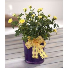 Mini Rose Plant (Standard)