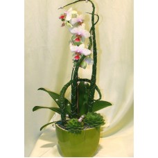 Phalenopsys orchidea kaspóban (Medium)