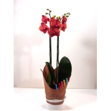 Blooming orchid decorated - Value and elegance