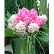 Bouquet of fragrant hyacinths (M)