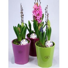 Three hyacinths - potting in a pot