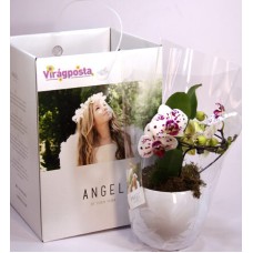 Angel - Special orchid in a decorative box
