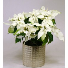 White poinsettia in a shiny pot