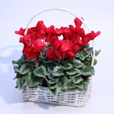 Cyclamen in a basket