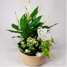 Oasis - collection in a ceramic bowl