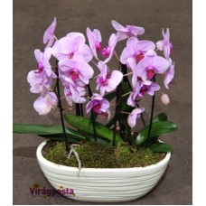 Orchids in a huge ceramic pot