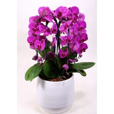 Giant orchid planting