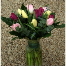 Tulip-OK! XL