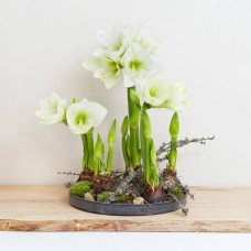 Amaryllis decoration