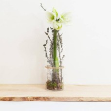 Amaryllis in pot, white