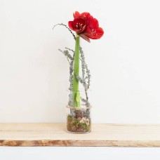 Amaryllis in pot, red