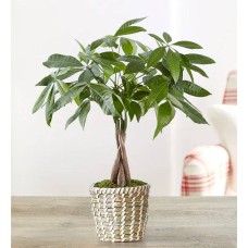 Money Tree (Small)