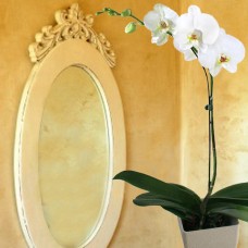Live Phalaenopsis Orchid (Light Yellow Centre) In Flower Pot