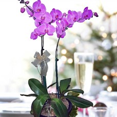 Purple Live Phalaenopsis Orchids Potted Plants  2 Stalks
